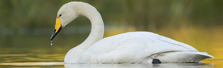 I gyllene ljus syns en sångsvan på en sjö. En vattendroppe droppar från dess näbb.