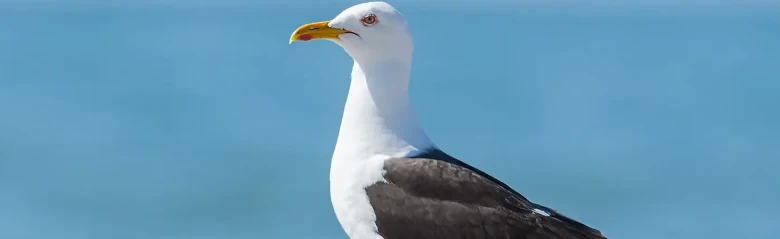 Silltrut. Stående i sand vid vatten. Svarta vingar och rygg, gula ben och röd fläck på undernäbben.