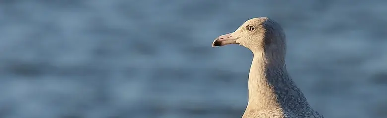 Vittrut. Stående på en badbrygga. Helt gråmelerad fjäderdräkt, inklusive vingar och vingspetsar. Näbbspetsen är dock svart.