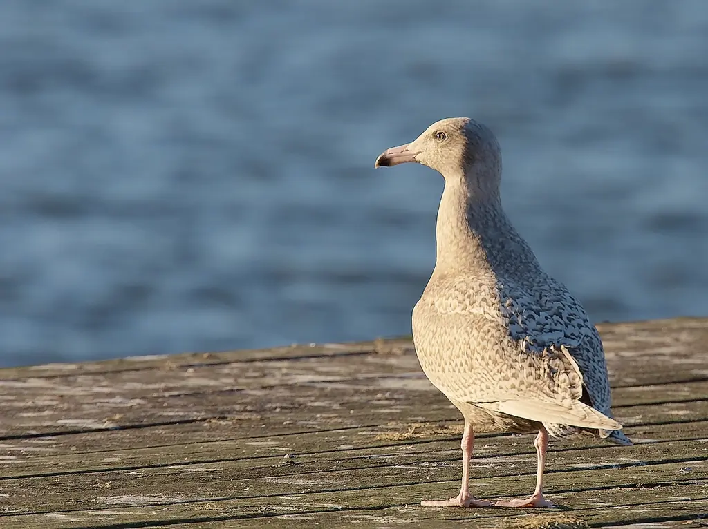 Vittrut. Stående på en badbrygga. Helt gråmelerad fjäderdräkt, inklusive vingar och vingspetsar. Näbbspetsen är dock svart.