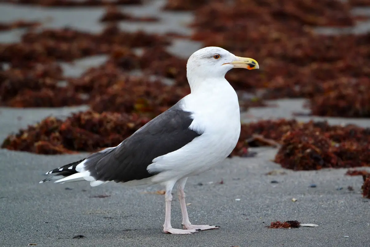 Havstrut. På stranden omgiven av sjögräs. Världens största och tyngsta måsart. Gråsvart ovansida och köttfärgade ben.