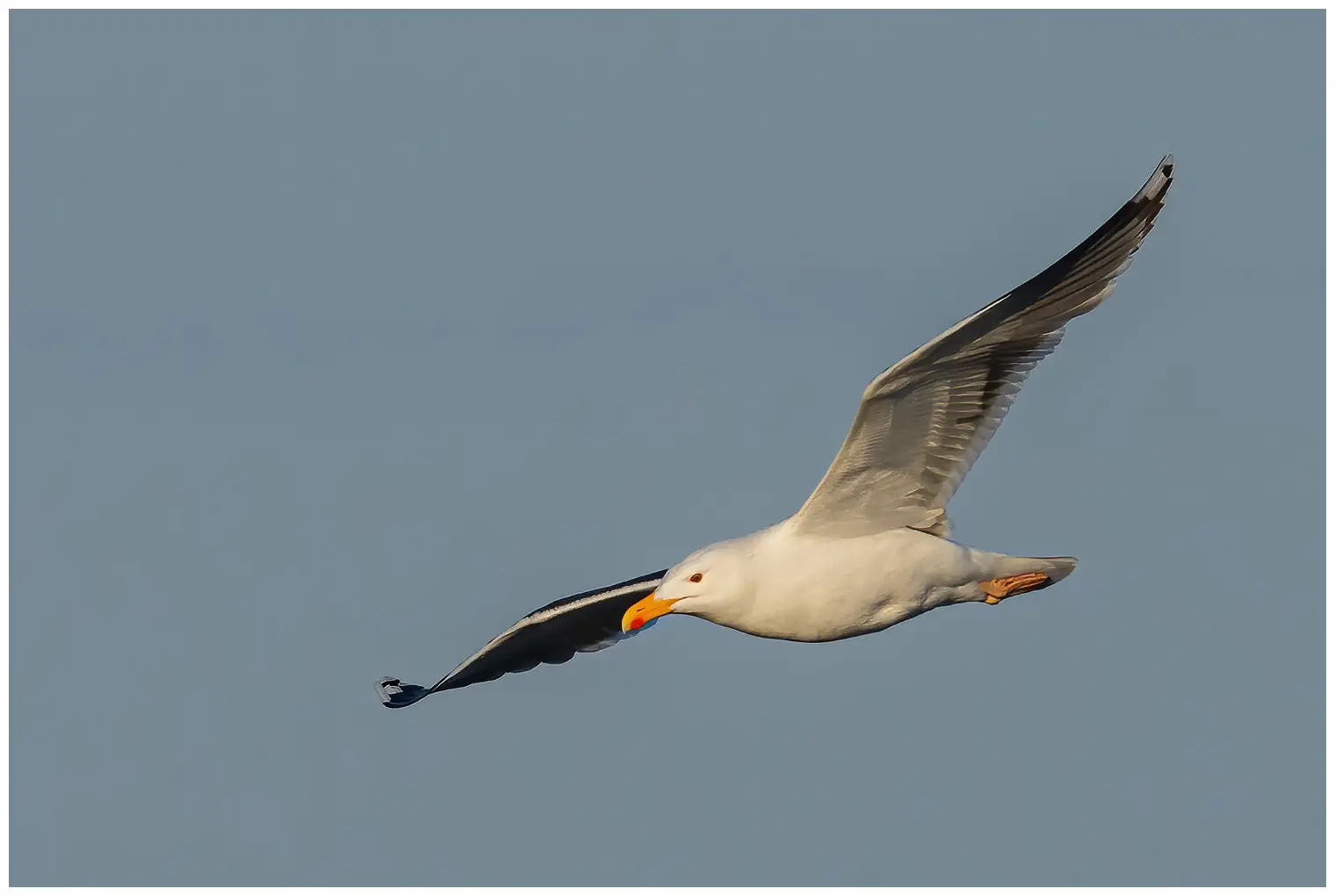 Havstrut