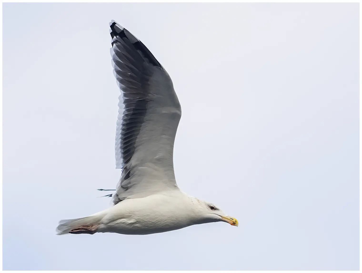 Havstrut