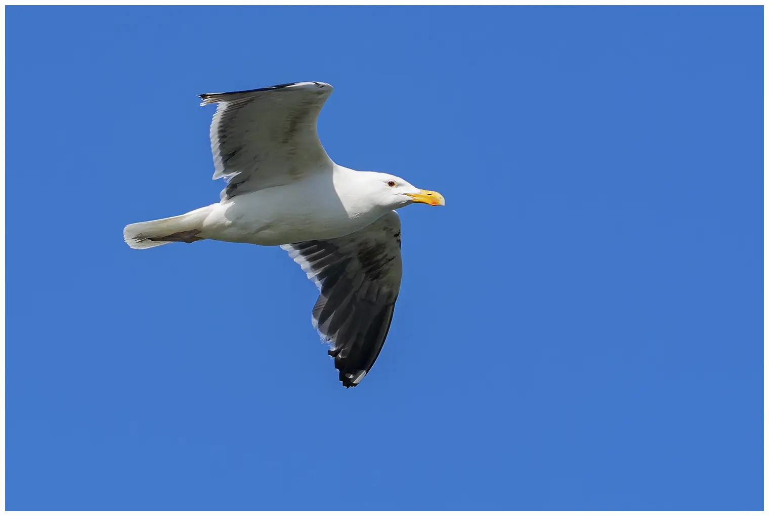 Havstrut