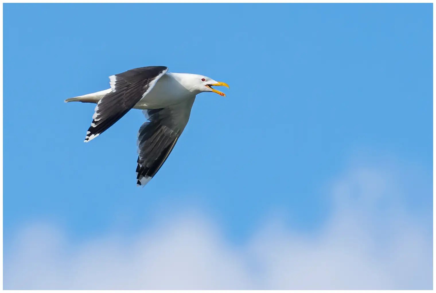 Havstrut