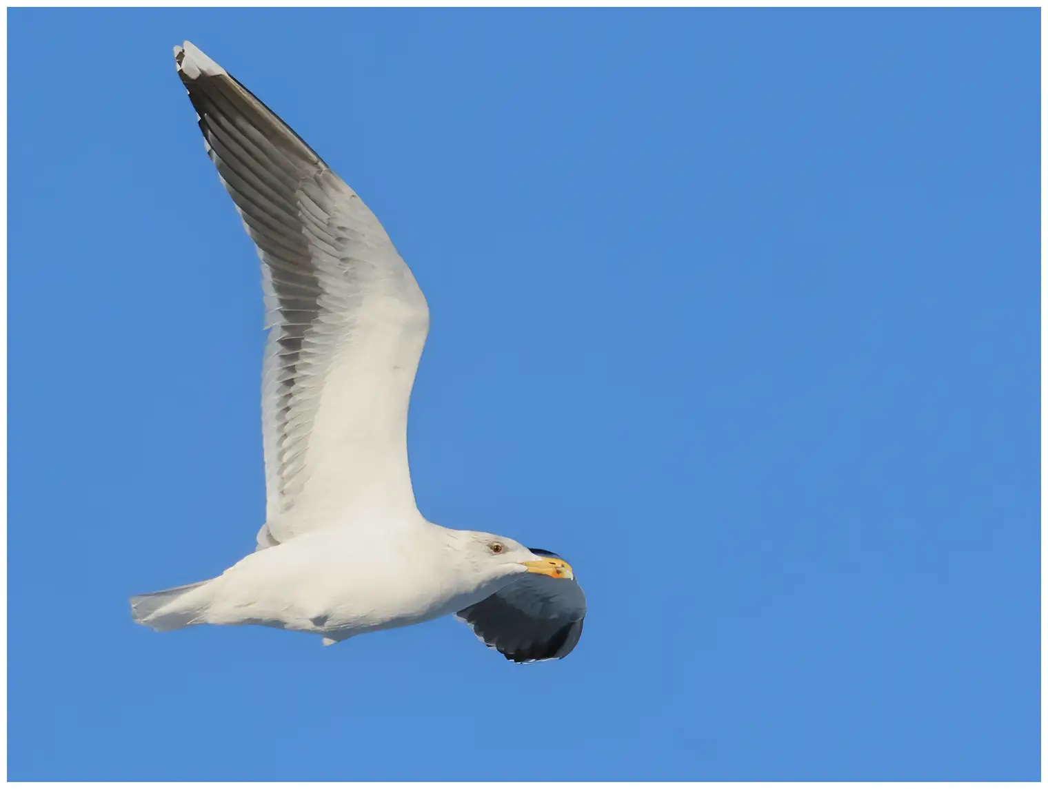 Havstrut