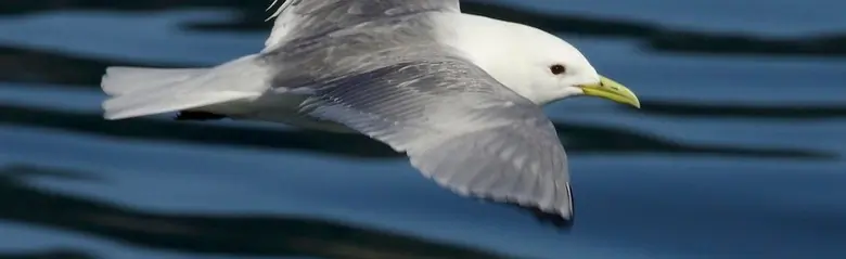 Tretåig mås. Flyger över vatten. Ovansidan av vingarna är grå, men vingspetsarna är helt svarta. Fötterna är svarta och näbben är gul.