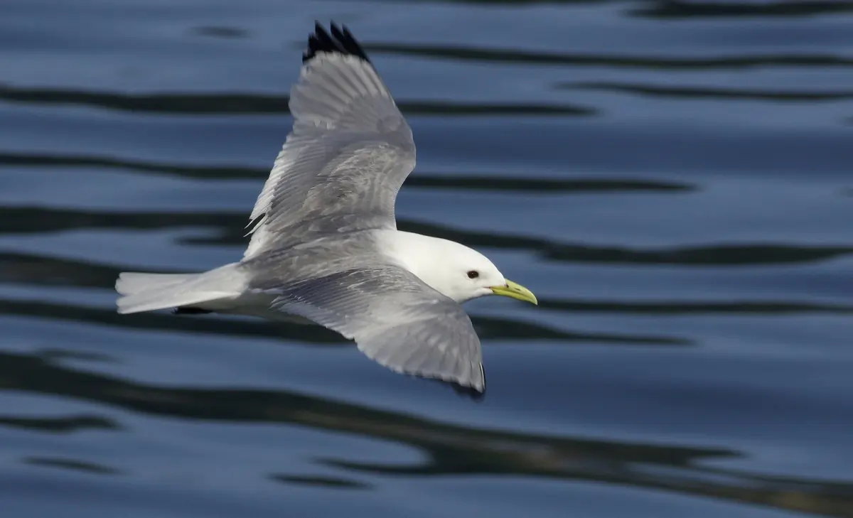 Tretåig mås. Flyger över vatten. Ovansidan av vingarna är grå, men vingspetsarna är helt svarta. Fötterna är svarta och näbben är gul.