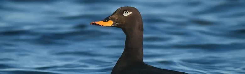 En svärta ligger lågt i vattnet. Fågelns ljusa öga tittar rakt in i kameran.