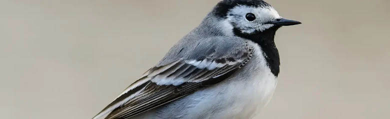 Sädesärla. Här sedd från sidan. Den vit-grå-svarta fjäderdräkten tillsammans med den långa, viftande svansen gör den mycket lätt att känna igen.