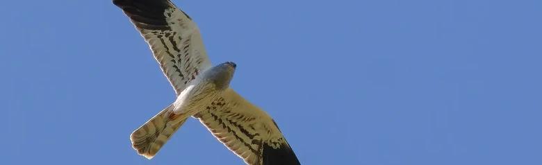 Ängshök. Ses här sväva mot en blå himmel. Hanen på bilden är ljust silvergrå med svarta vingspetsar.