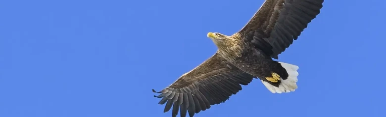 Havsörn. Svävar mot en blå himmel. Den har en stor, kraftig näbb som med åldern skiftar från brunt till ljust gult.