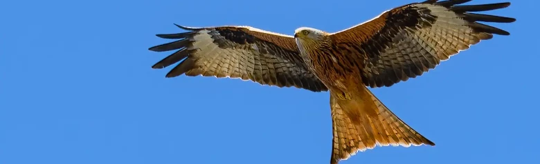 Röd glada. Med sin långa, kluvna stjärt, sina långa, kontrasterande vingar och sin roströda färg är den röda draken en vacker rovfågel.