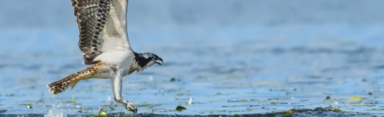 Fiskgjuse. Flyger över vattenytan. Det ser ut som om den just har fångat en fisk i vattnet.
