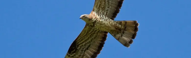Bivråk. Det lilla duvliknande huvudet på den långa halsen sträcker sig framåt i flykten mot en blå himmel.
