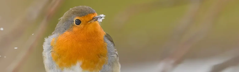 Rödhake. Vinterbild, där fågeln har snö runt näbbspetsen. Det orangefärgade bröstet lyser upp bland de fallande snöflingorna.