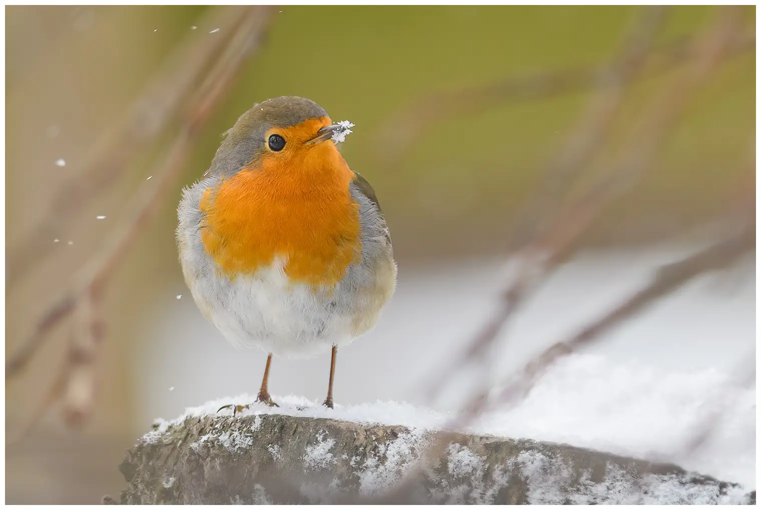 Rödhake. Vinterbild, där fågeln har snö runt näbbspetsen. Det orangefärgade bröstet lyser upp bland de fallande snöflingorna.