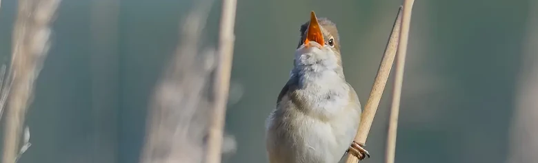 Rörsångare. Sjunger i vassskogen. En oansenlig brun fågel med vitaktig strupe. Den orangea munnen är dock färgstark.
