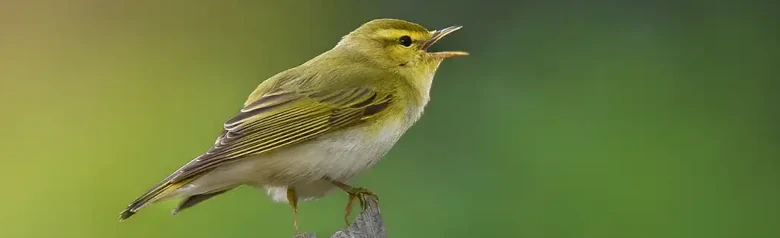 Grönsångare. Sjunger på en vissnad gren. Blekgult ansikte och bröst och en ren vit undersida; ovansidan är grön som mossa.