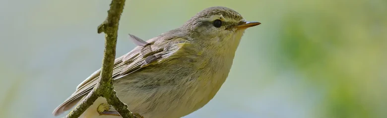Lövsångare. (Phylloscopus trochilus) Sitter på en gren. Dess fötter griper tag i en tunn kvist.