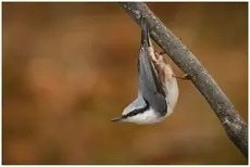 Nötväcka