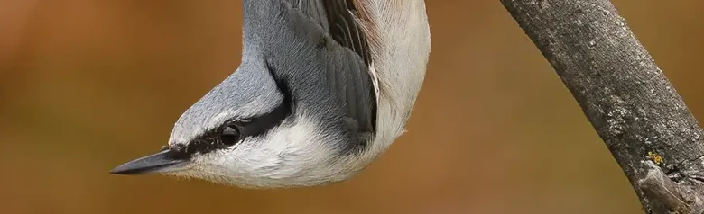 Nötväcka. Här sitter den upp och ner på en gren med huvudet vänt nedåt. Stark näbb, kort svans och svart ögonrand.