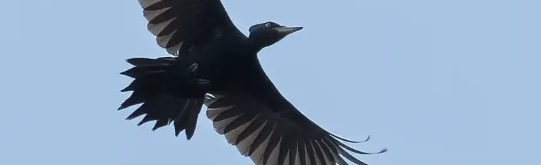 Spillkråka. Här ses den flyga, siluett mot en blå himmel. En kolsvart fågel med undantag för en röd kalott.