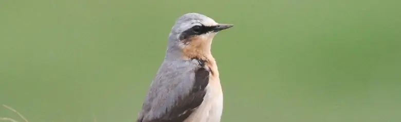Stenskvätta. Står upprätt på ett gräsbevuxet fält. Ockra hals och bröst, bred svart ögonremsa, grå gump och rygg samt svarta vingar.