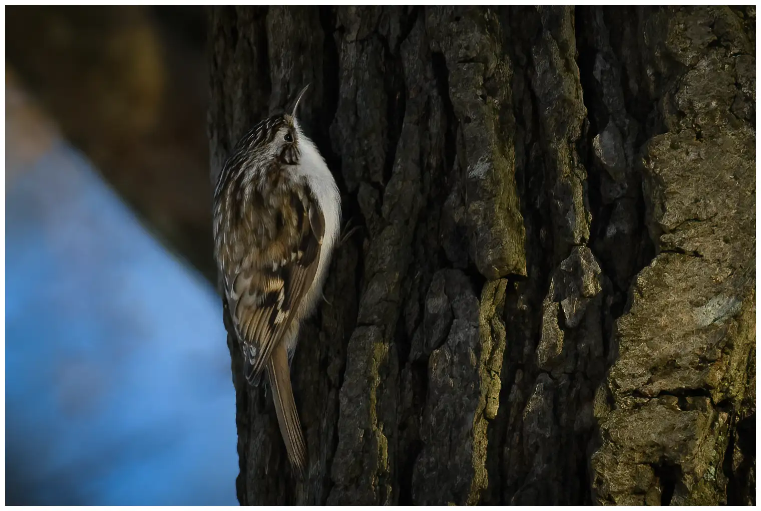 Trädkrypare