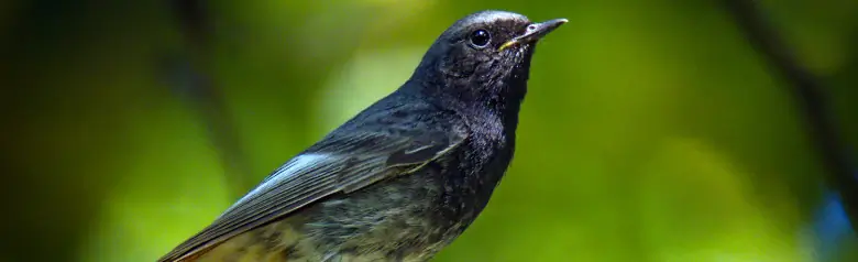 Svart rödstjärt. Sitter på en grenspets i skogen. En mörk fågel med rödbrun undersida på stjärten.