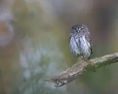 Sparvuggla