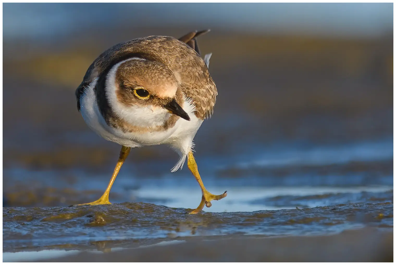 Mindre strandpipare