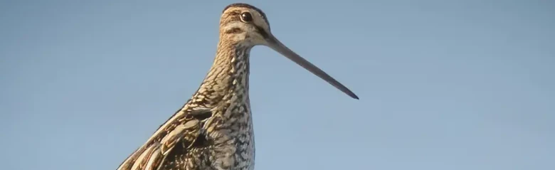 Enkelbeckasin