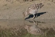 Dubbelbeckasin