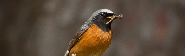 Rödstjärt. Sitter på en gren med en larv i näbben. Vit kalott, svart huvud och hals, orangerött bröst.