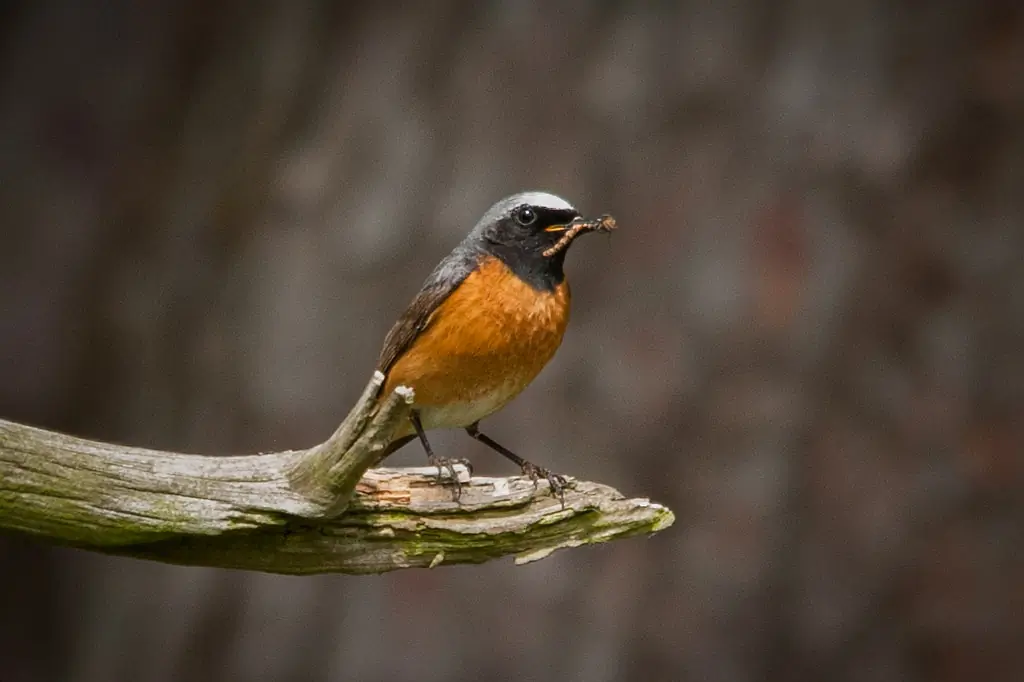 Rödstjärt. Sitter på en gren med en larv i näbben. Vit kalott, svart huvud och hals, orangerött bröst.