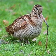 Morkulla