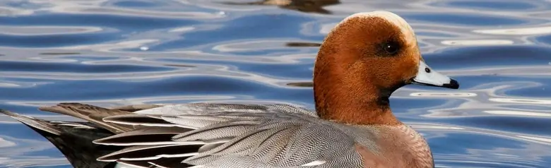 En skedand ligger på vattnet mitt i en flock av skedänder.