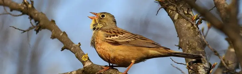 Ortolansparv