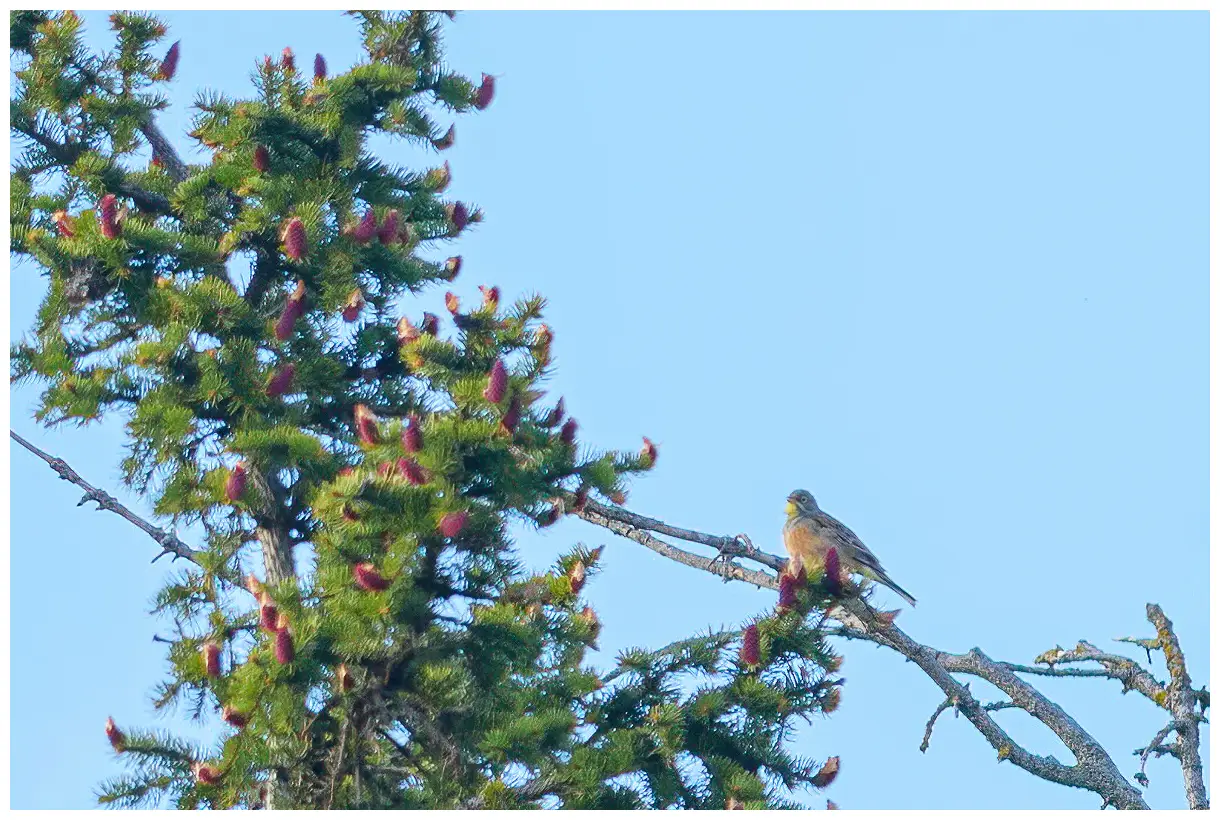 Ortolansparv