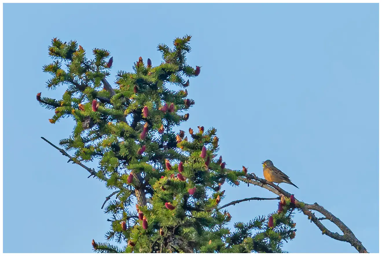 Ortolansparv