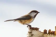 Lappmes