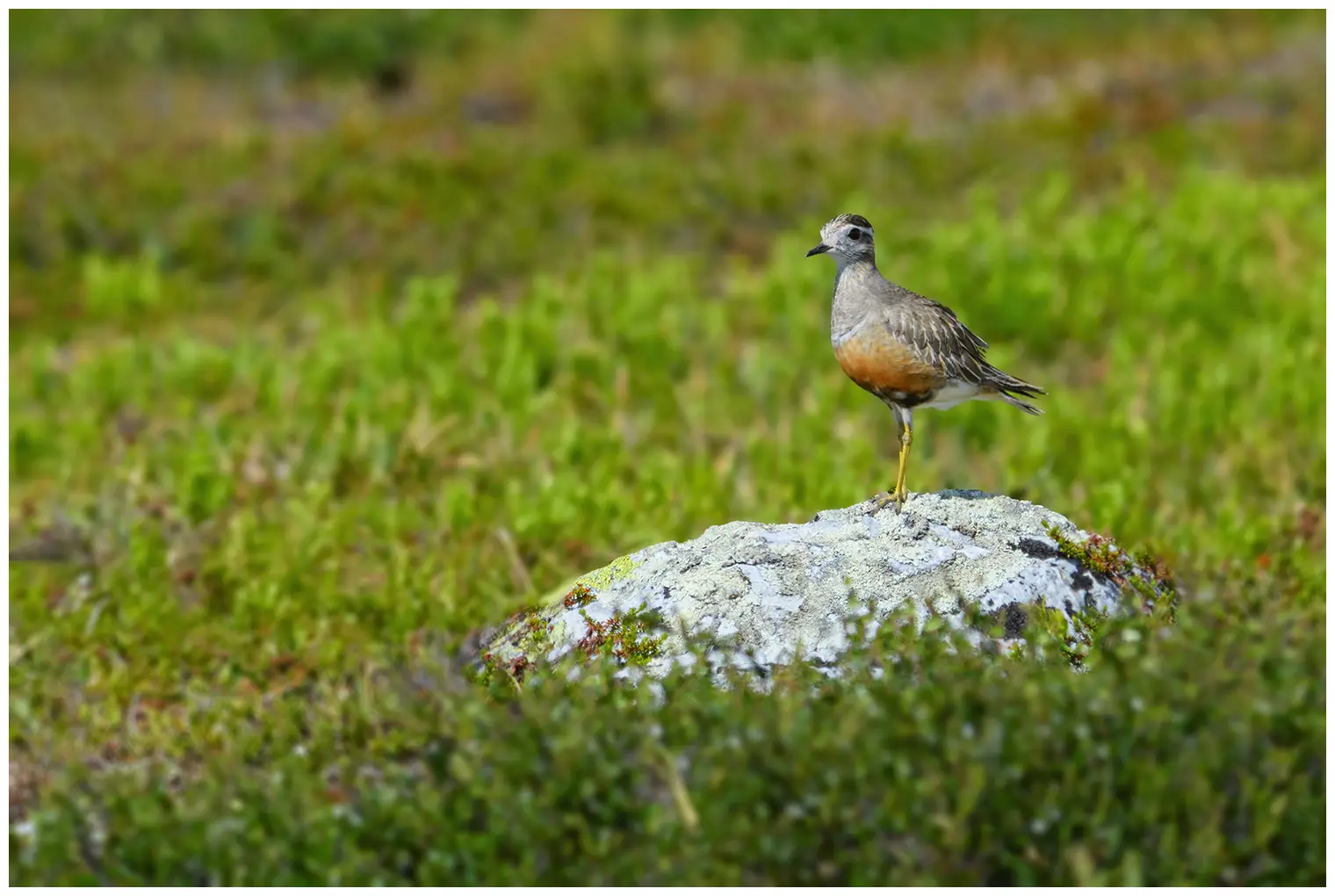 Fjällpipare