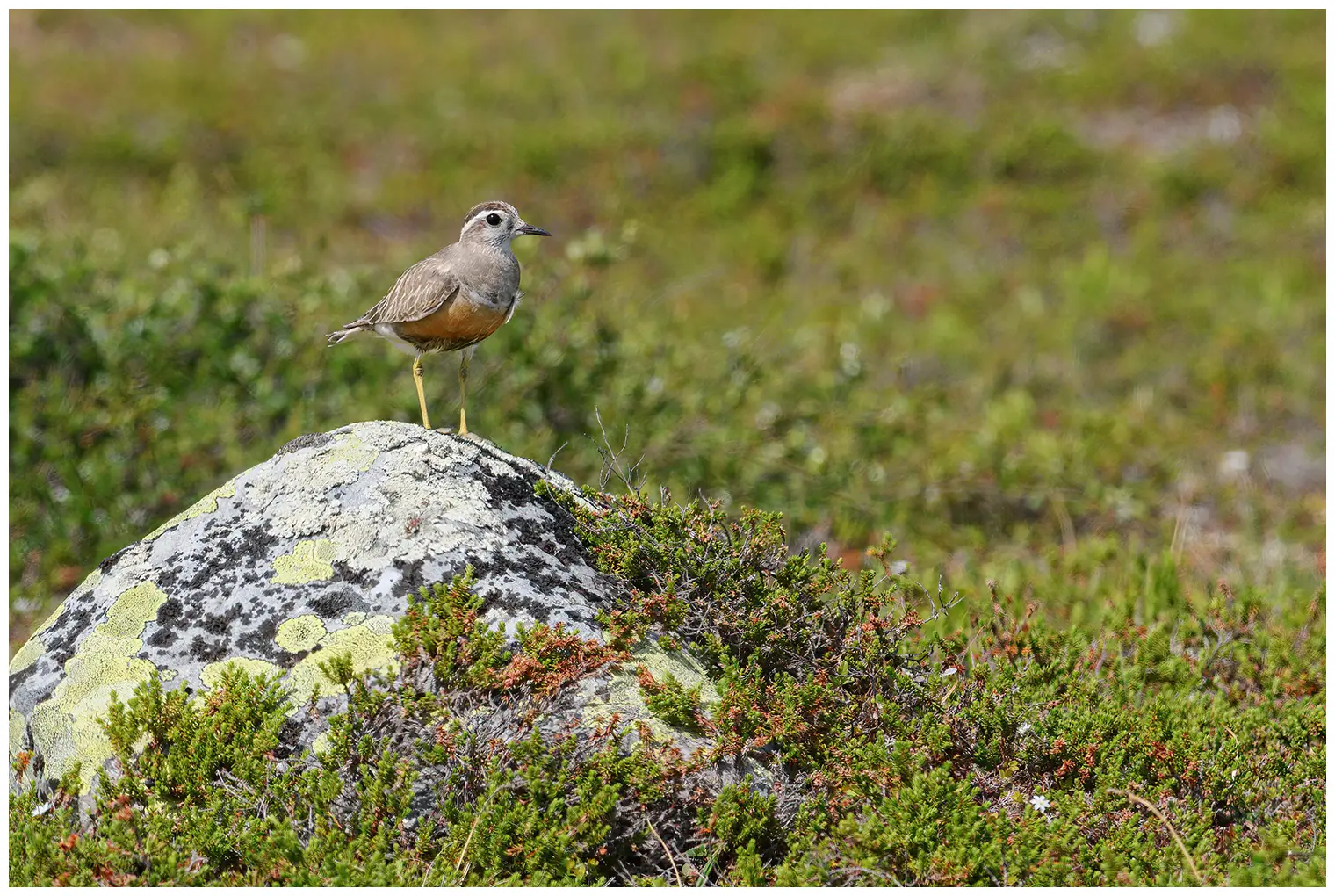 Fjällpipare