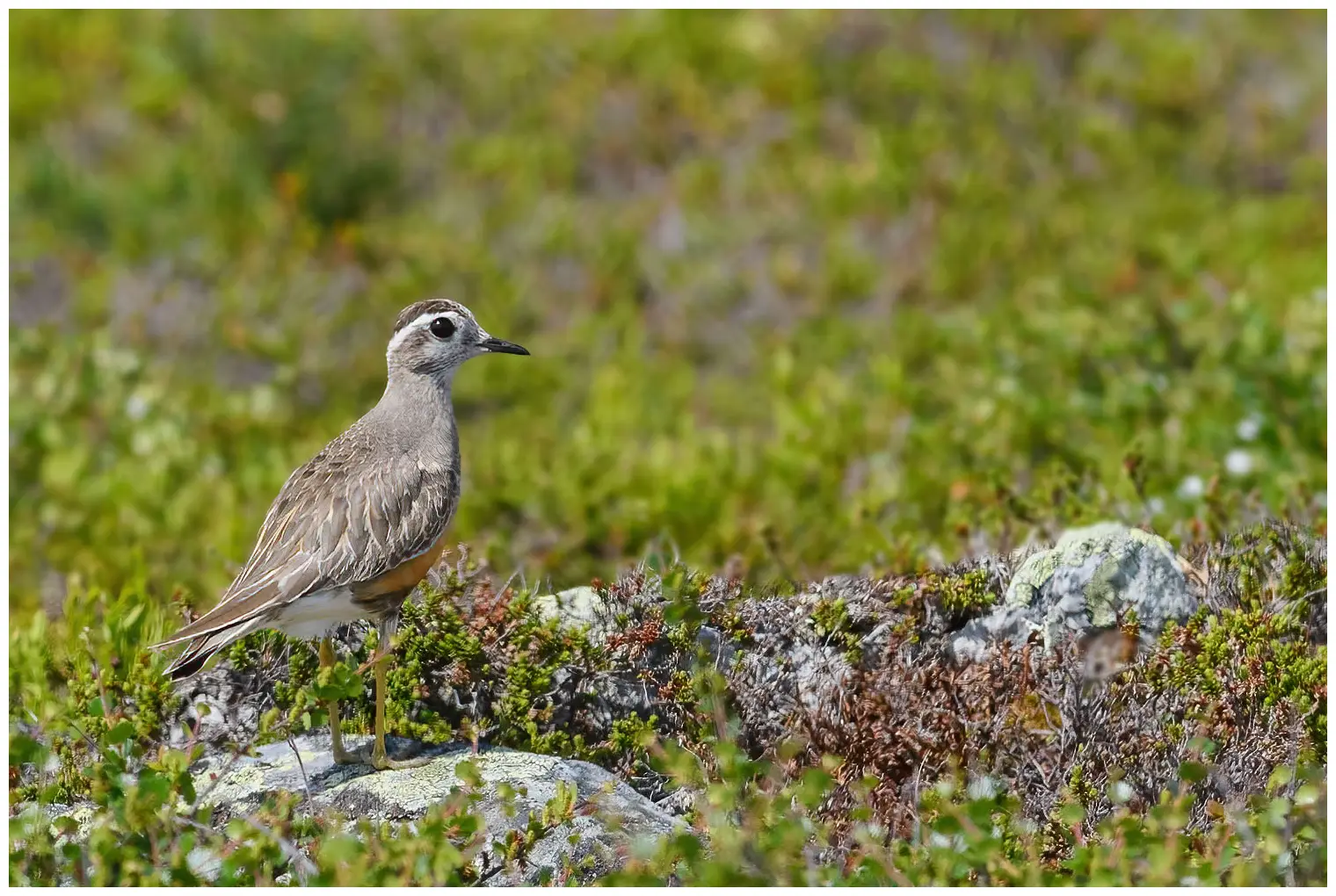 Fjällpipare