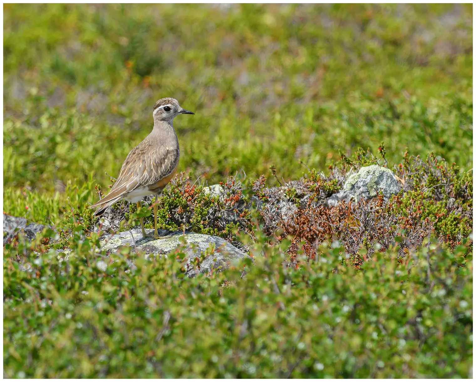 Fjällpipare