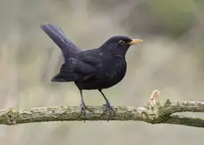 Koltrast