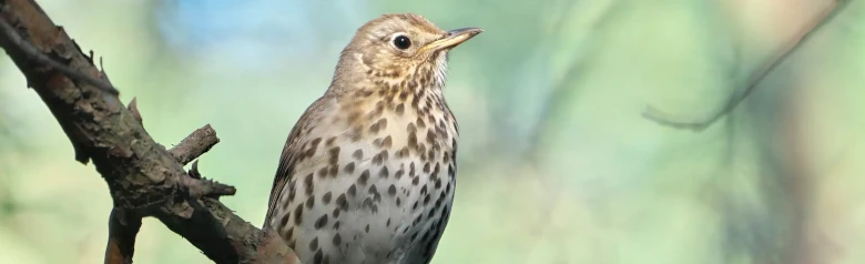 Taltrast. Fågelns undersida är ljus med mörka fläckar. Fläckarna är triangulära, som pilspetsar.
