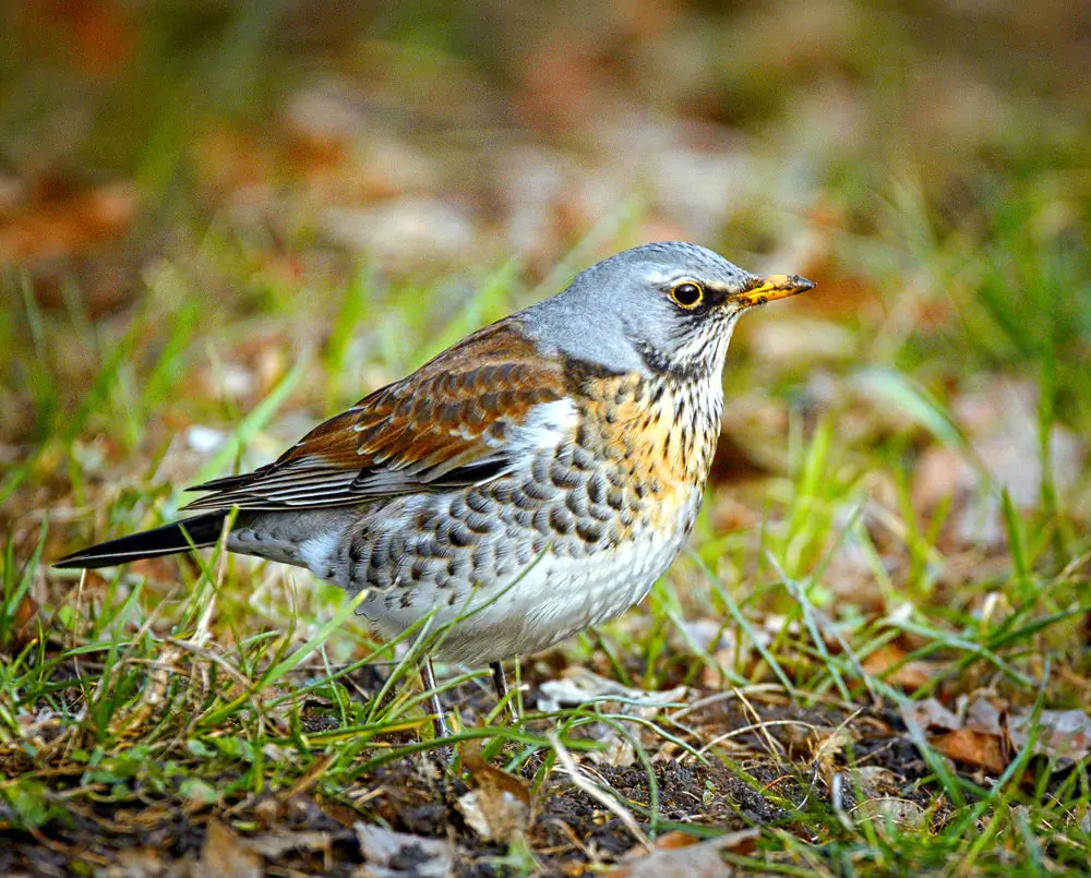 Björktrast. Sitter på marken. Grått huvud, mörkbrun rygg och fläckar på ett gyllene bröst. Vit mage.
