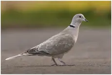 Turkduva